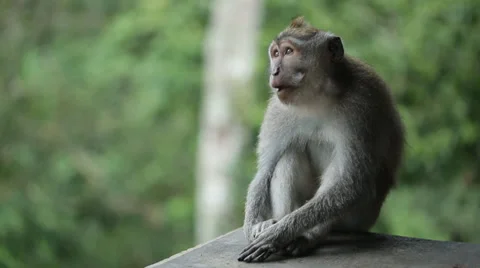 The wild monkey sits on a stone and chews Stock Footage 37453921