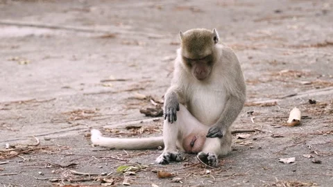 Wild monkey sitting alone on concrete road in relaxed position 스톡 동영상 312916980