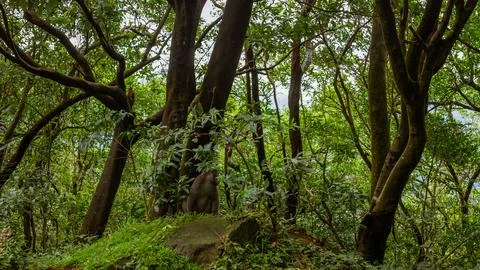 Wild Monkey Sitting Amidst Dense Greenery in Taiwans Tropical Forest Surrou.. Stock Photos