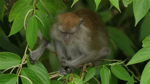 Wild monkey sitting amidst lush green foliage in tropical forest. Stock Footage 289132378
