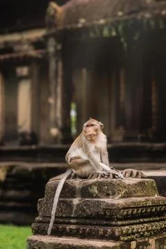 Wild Monkey Sitting On Ancient Stone Ruins At Angkor Wat Temple In Cambodia 库存照片