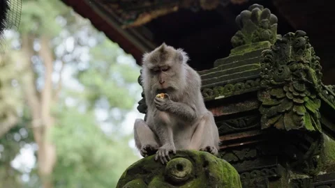 Wild Monkey Sitting And Eating In Sacred Monkey Forest Sanctuary - Close Up Stock Footage 303142449