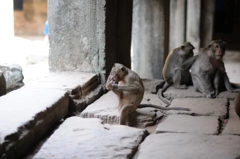 Wild monkey sitting and scratching in an asian temple Stock Photos