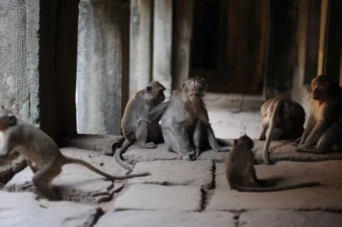 Wild monkey sitting and scratching in an asian temple Stock Photos