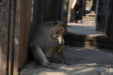 Wild monkey sitting and scratching in an asian temple Stock Photos