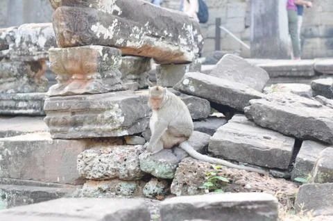Wild monkey sitting and scratching in an asian temple Stock Photos