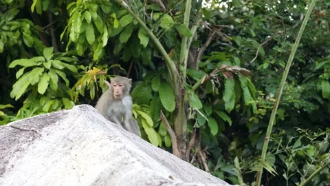 A wild monkey sitting and walking around on top of a big rock in the jungle. Stock Footage 136645362