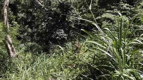 A wild monkey is sitting in a bush in the jungle Stock Footage 219569186