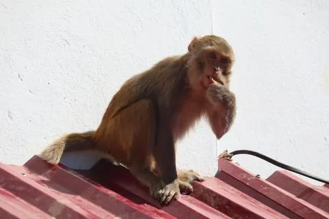 Wild monkey sitting on a red metal roof in Shimla, depicting playful Stock Photos