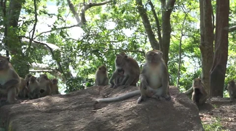 A wild monkey sitting on the rock Stock Footage 66383688