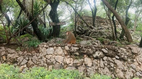 Wild Monkey Sitting On Rock Wall In Forest Park Stock Photos