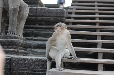 Wild monkey sitting on steps of an asian temple Stock Photos