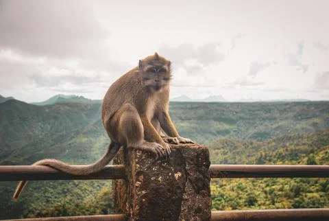 Wild monkey sitting on a stone post with scenic mountain forest Stock Photos