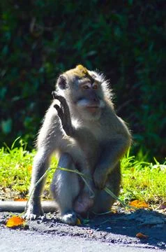 A Wild Monkey Sitting In Sunbathing With Left Leg Raised, Looking To The Left Stock Photos