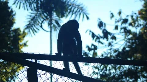 Wild Monkey sitting on top of former cage of several captive monkeys Stock Photos
