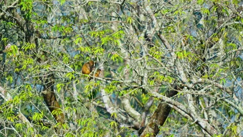 Wild Monkey Sitting On Tree Branch In Indian Jungle Forest Stock Footage 340854830