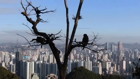 A wild monkey sitting on a tree branch overlooking a sprawling modern city Vídeos de archivo 342329714