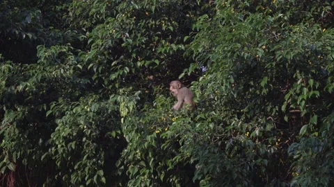 Wild Monkey Sitting on Tree Branch Eating Fruit Stock Footage 343410732