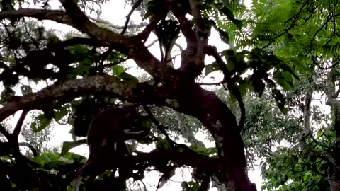 Wild Monkey Sitting on Tree Branch in Tropical Forest Vídeo Stock 344170135