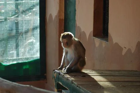 Wild Monkey Sleeping in Zoo Stock Photos