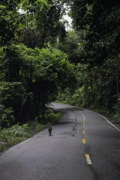 A wild monkey standing on the roadside surrounded by lush green jungle foliage Stock Photos
