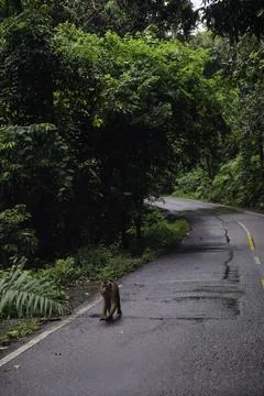 A wild monkey standing on the roadside surrounded by lush green jungle foliage Stock Photos