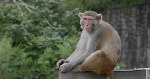 Wild monkey at the street Stock Footage 132092546