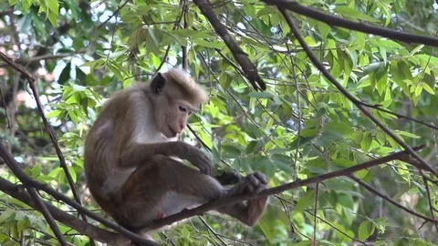 Wild Monkey - Toque macaque in forrest canopy Sri Lanka Stock Footage 73424400