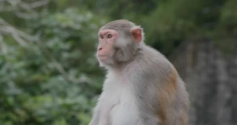 Wild monkey with tree background Stock Footage 131906694