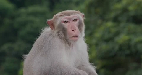 Wild monkey with tree background Stock Footage 131906846