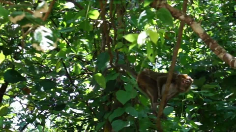 Wild monkey in a tree in the jungle island  Palawan. Philippines. Stock Footage 37820546