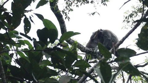 Wild monkey in a tree, north sumatera forest. Video stock 119850061