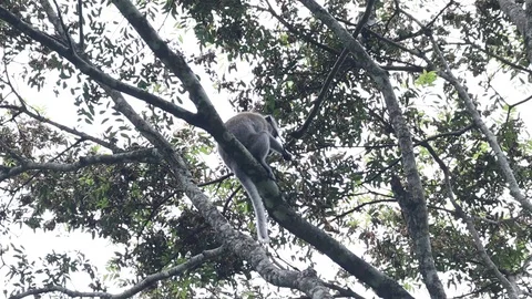 Wild monkey in a tree, north sumatera forest. Vídeos de archivo 119850288