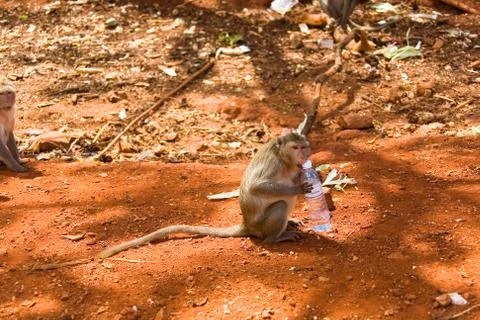 A wild monkey tries to open a bottle of water. Stock Photos