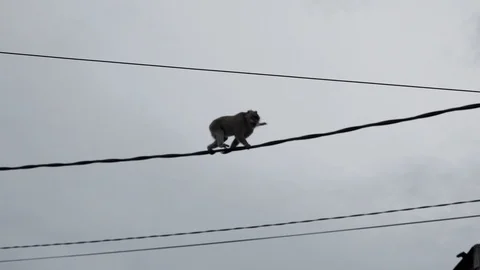 Wild Monkey In Ubud Stock Footage 108107354