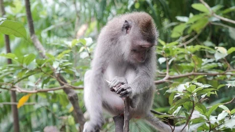 Wild Monkey In Ubud Stock Footage 108107369