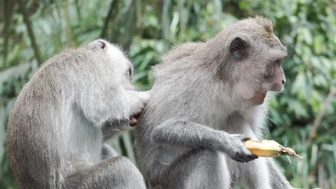 Wild Monkey In Ubud Stock Footage 108107376