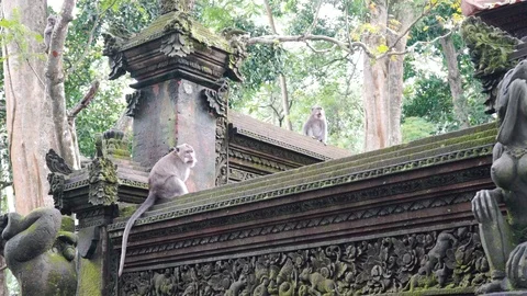 Wild Monkey In Ubud Stock Footage 108107377