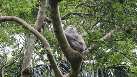 Wild Monkey In Ubud Stock Footage 108107379