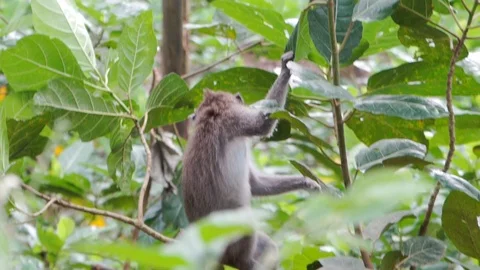 Wild Monkey In Ubud Stock Footage 108107392