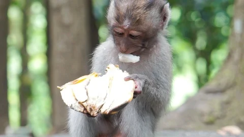 Wild Monkey In Ubud Stock Footage 108107399