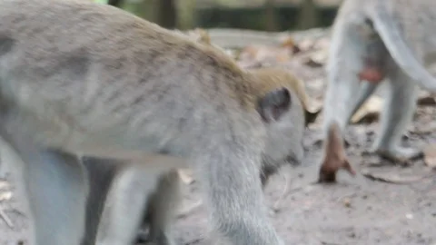Wild Monkey In Ubud Stock Footage 108107400