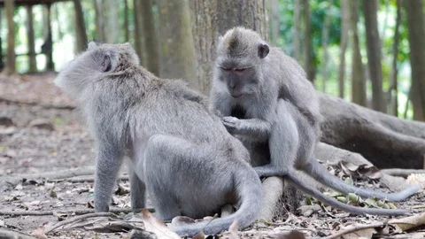 Wild Monkey In Ubud Stock Footage 108107443