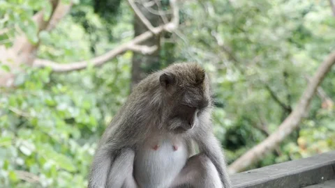 Wild Monkey In Ubud Stock Footage 108107448