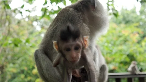 Wild Monkey In Ubud Stock Footage 108107459