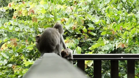 Wild Monkey In Ubud Stock Footage 108107503