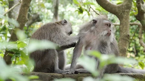 Wild Monkey In Ubud Stock Footage 108107521