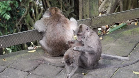 Wild Monkey In Ubud Stock Footage 108107538