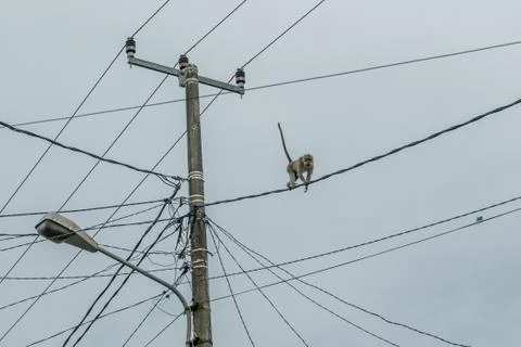 Wild Monkey In Ubud Stock Photos