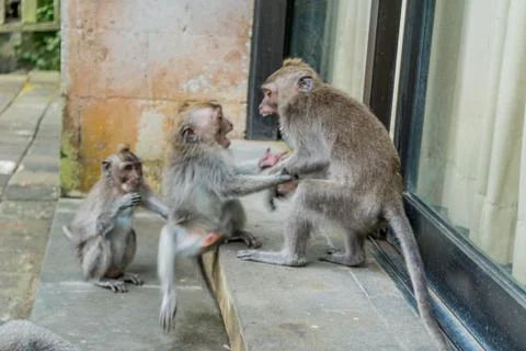 Wild Monkey In Ubud Stock Photos
